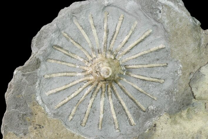 Fossil Crinoid (Eretmocrinus) - Gilmore City, Iowa #157213